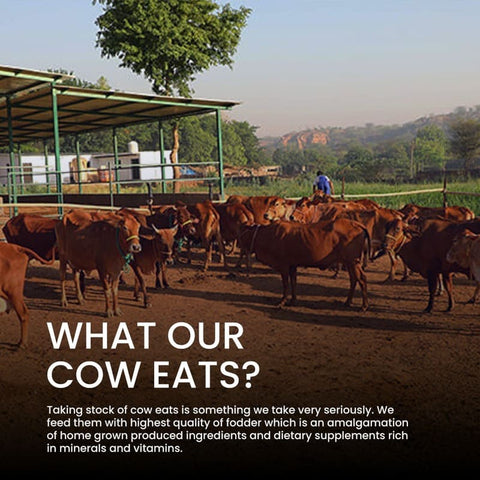 A2 Whole Milk (Order by 10 Pm) (Delivered Separately Next Day)