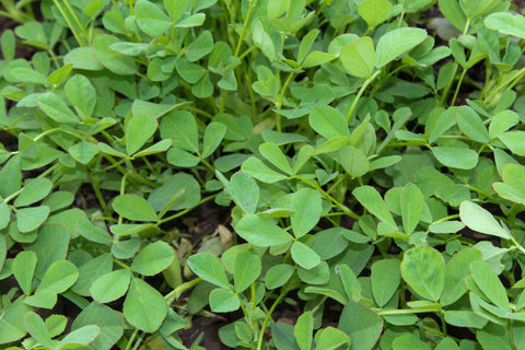 Fenugreek leaves  (Naturally Grown)