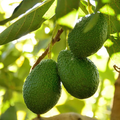 Hass Avocado Imported