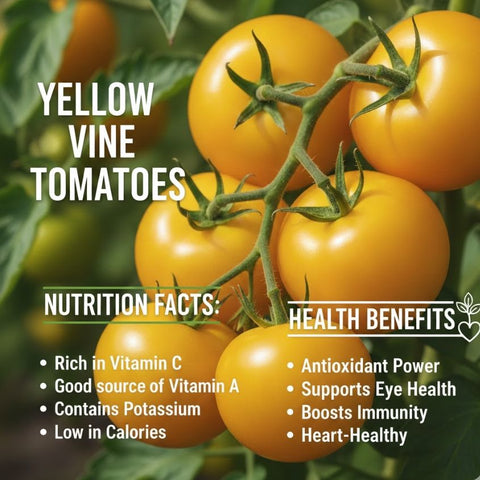 Yellow Vine Tomato from  Netherlands