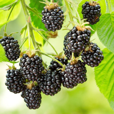 Blackberry from Netherlands
