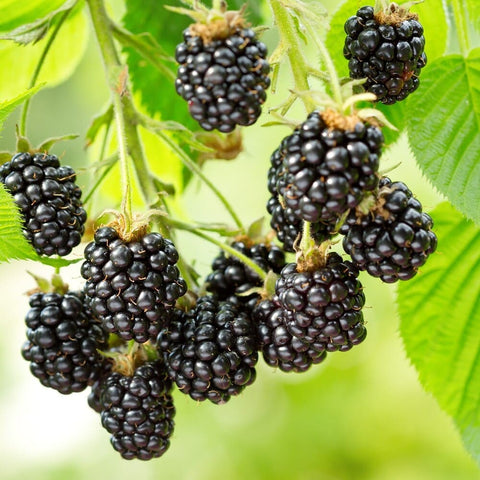 Himalayan blackberry