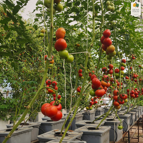 Tomato Desi (Hydroponically Grown)