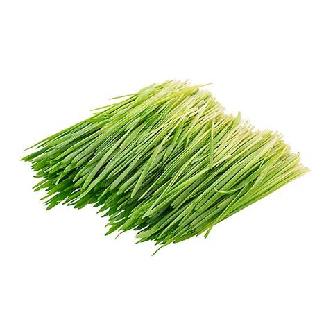 Wheatgrass (Hydroponically Grown)