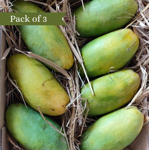 Mango (Desheri)( Certified Organic) Pack of 3