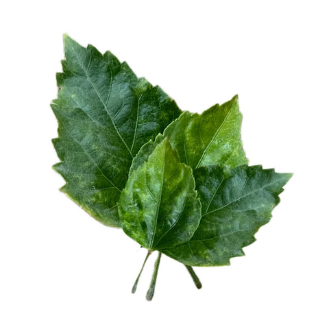 Hibiscus leaves (Naturally Grown)