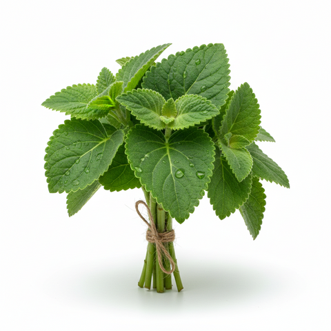 Ajwain Leaves