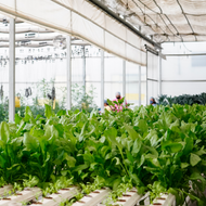 Making Clean, Healthy Food Accessible For All