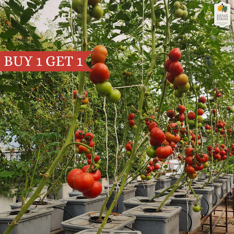 Tomato Desi (Hydroponically Grown)