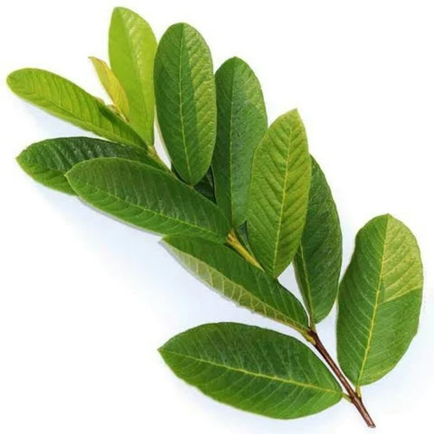 Guava Leaves (Naturally Grown)