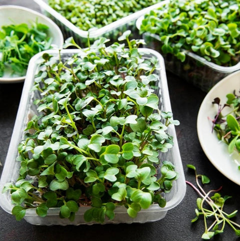 Assorted Microgreens Mix (Hydroponically Grown)