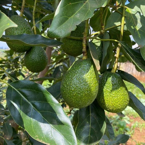 Hass Avocado Imported