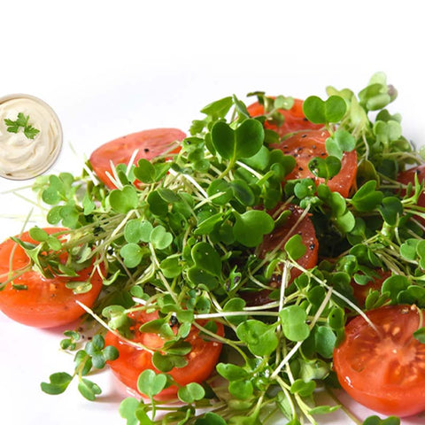 Salad Mix With Micro Greens & Cherry Tomato With Salad Dressing (Hydroponically Grown)