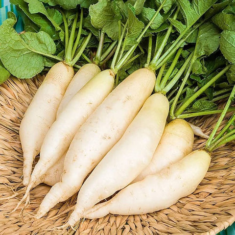 Radish (Naturally Grown)