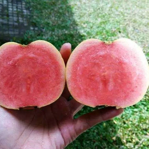 Red Diamond Guava