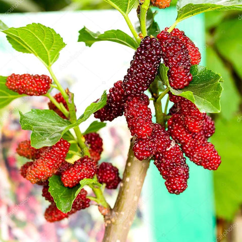 Mulberry (shahtoot)