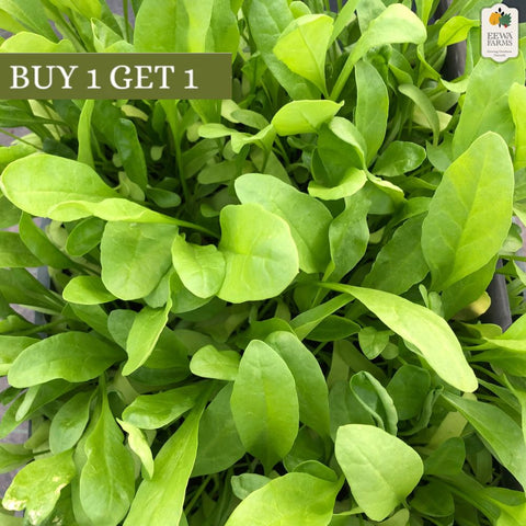 Spinach (Hydroponically Grown) (B1G1)