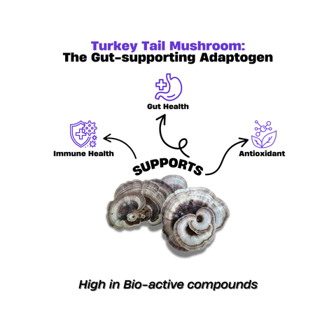 Turkey Tail Capsules