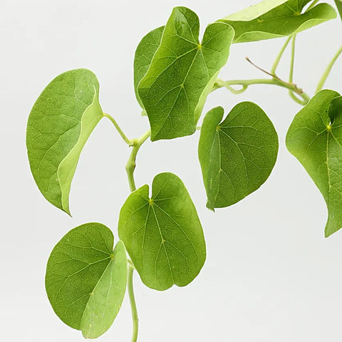Giloy Leaves (Naturally Grown)
