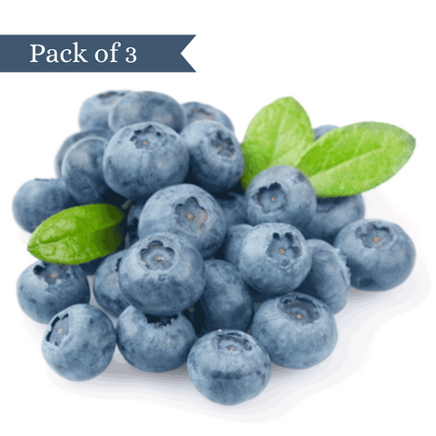 Premium Blueberry from Peru (Pack of 3)