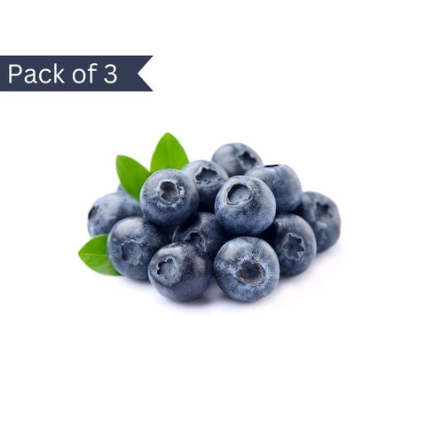 Jumbo Blueberry From Peru (Pack of 3)