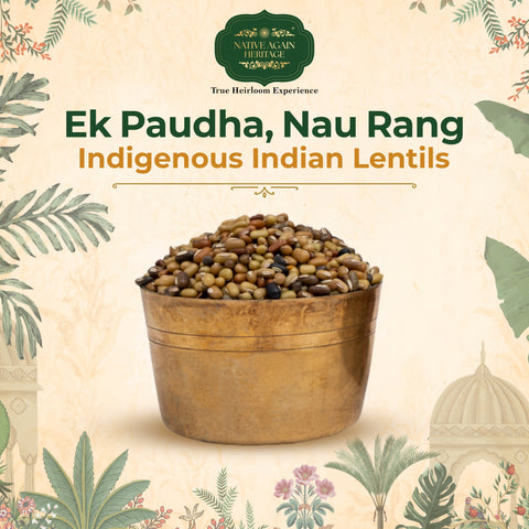 Native Again Heritage Navrangi Dal