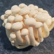 Mushrooms
