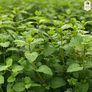 Mint (Hydroponically Grown)