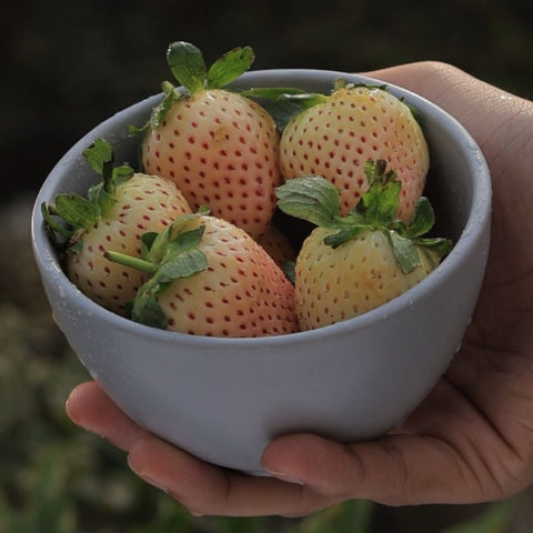 Pineberry-White Pearl (Pack of 3)