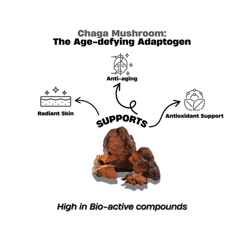 Chaga Extract Powder