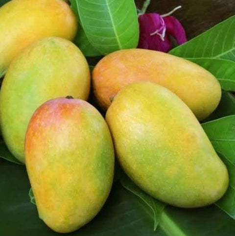 Alphonso Ratnagiri Mango (Certified Organic)