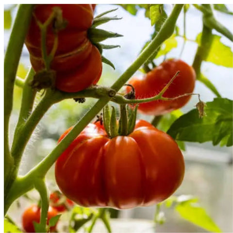 Heirloom Tomato from Netherlands