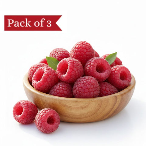 Jumbo Himalayan Raspberry (Pack of 3)