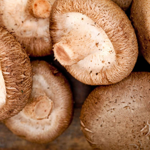 Shiitake From Thailand