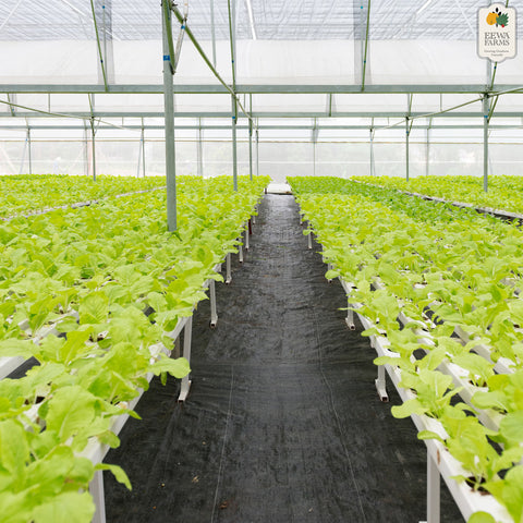 Spinach (Hydroponically Grown) (B1G1)