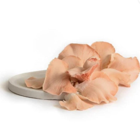 Pink Oyster Mushroom