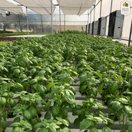 Basil (Hydroponically Grown)