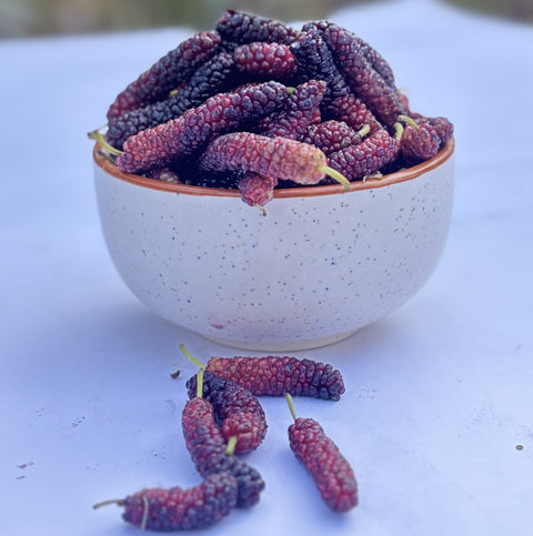 Mulberry Red (shahtoot)