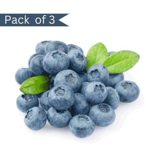 Premium Blueberry from Peru (Pack of 3)