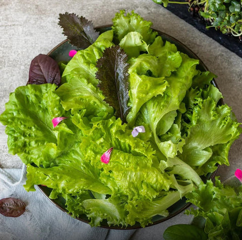 Hydroponic Salad Mix - Lettuces and Herbs