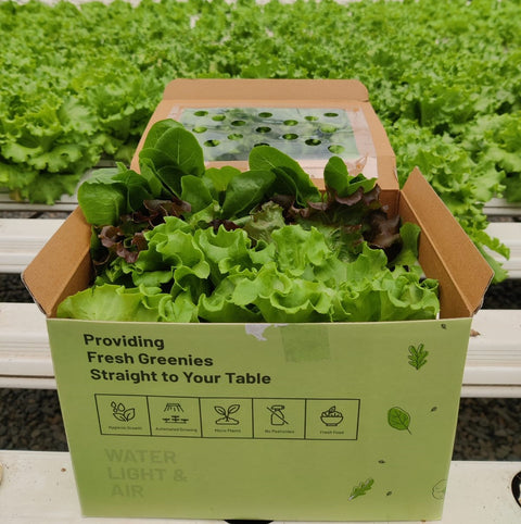 Hydroponic Farm In Box (Baby Lettuce Mix)