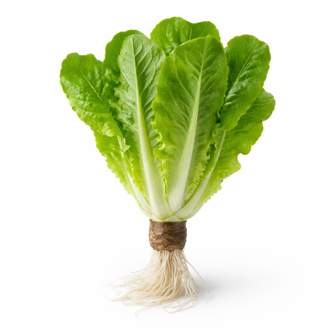 Lettuce Romaine (Hydroponically Grown)