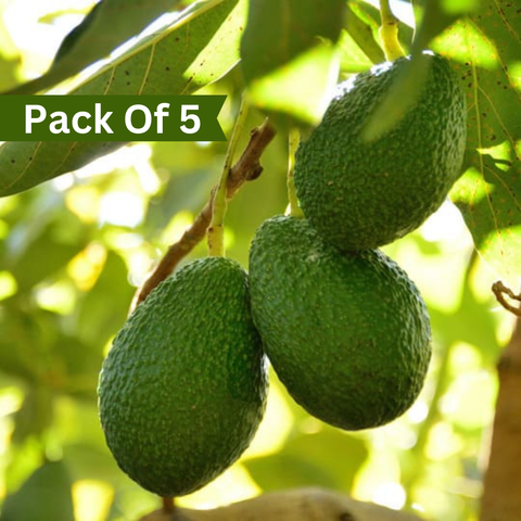Hass Avocado Imported (Pack of 5)