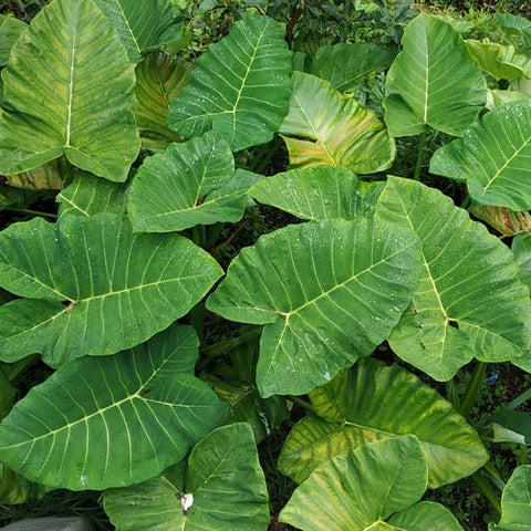 Colocasia Leaves (Arbi Patta) Hydroponically Grown